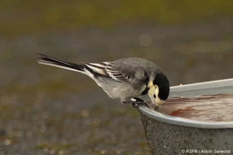 Pied wagtail drinking from a trough
